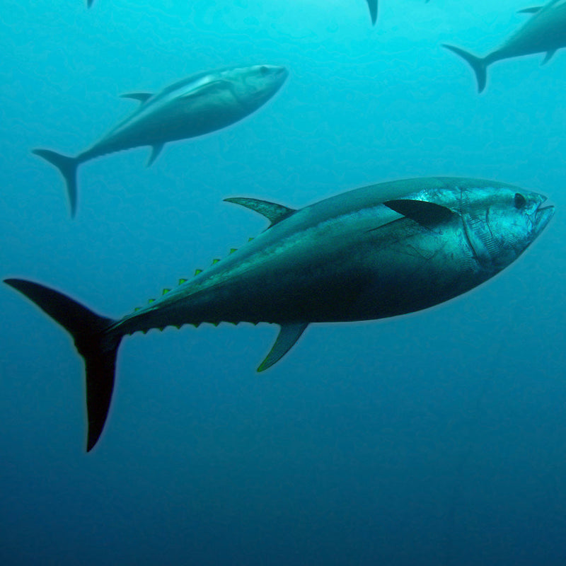 Tuna Lures & Terminal Gear