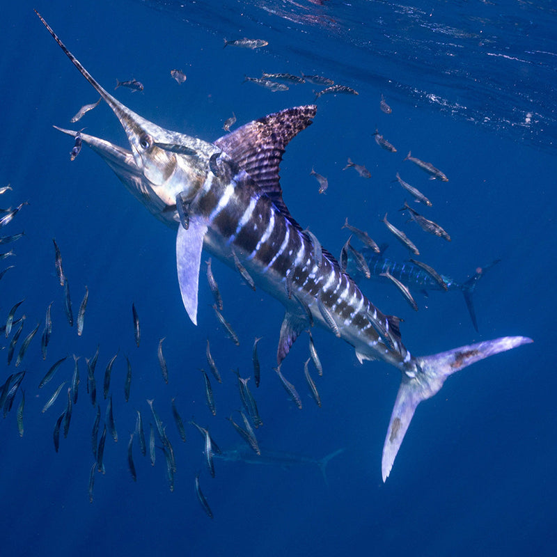 Viper Dredge & Spreader Bars