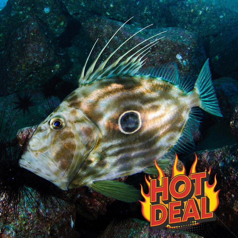 Hot Specials & End-of-Line Deals