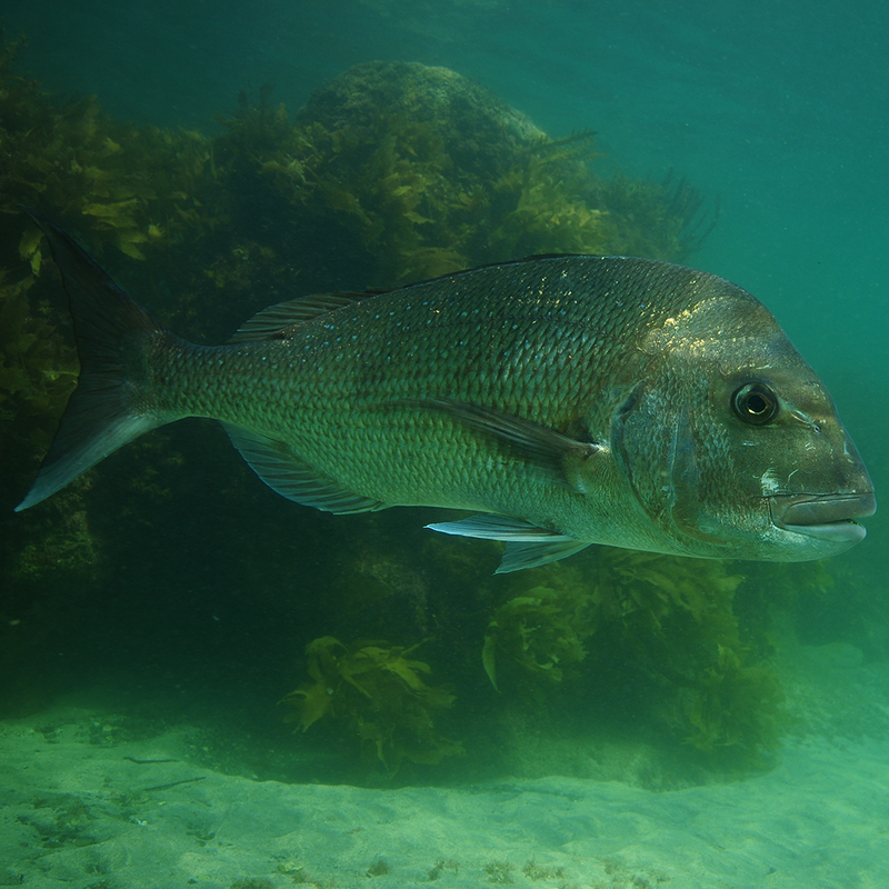 Inshore, Landbased, Lures & Gear