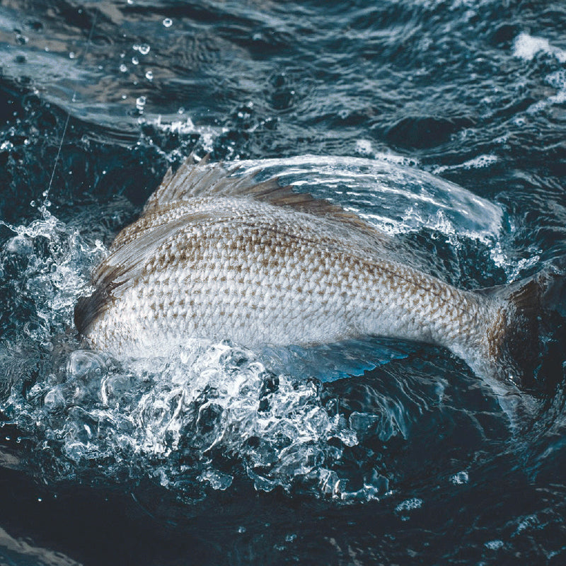 Inshore Soft Baits, Jigs & Hard Body Lures