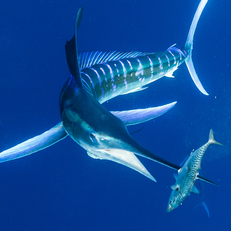 Blue Ocean Manufacturing (BOM) Lure Skirts