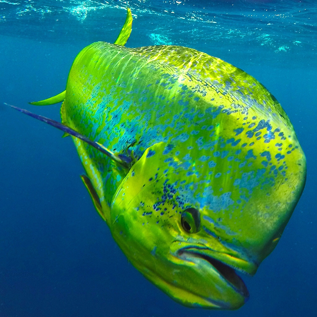 Deep Drop & Game Gear