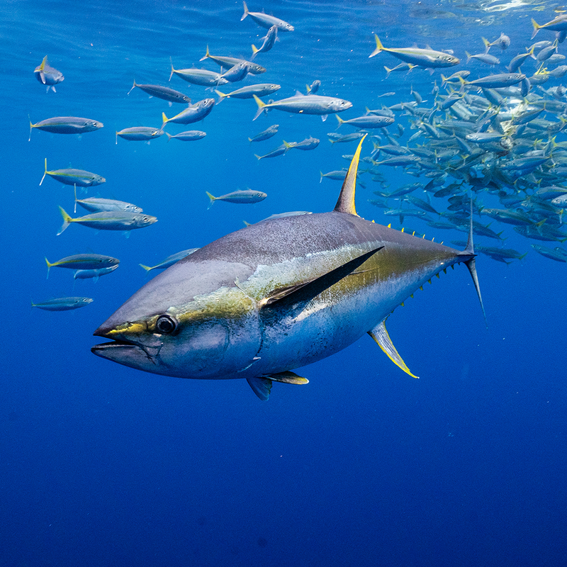 Bluewater Game Lures