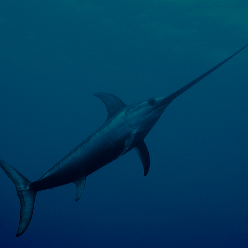 Swordfish Tackle & Gear