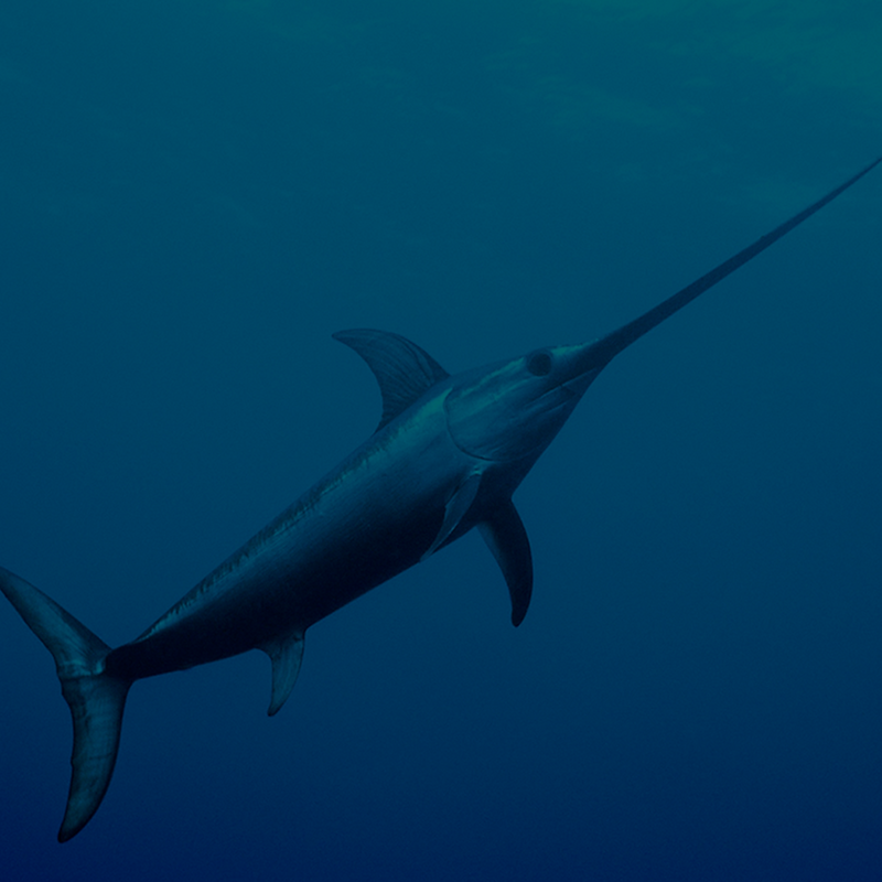 Swordfish Tackle & Gear