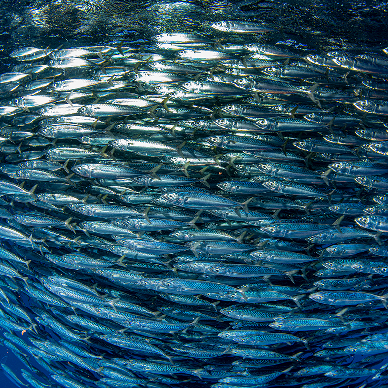 Viper Teasers & Dredges